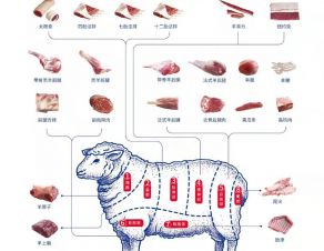 全羊肉分割圖